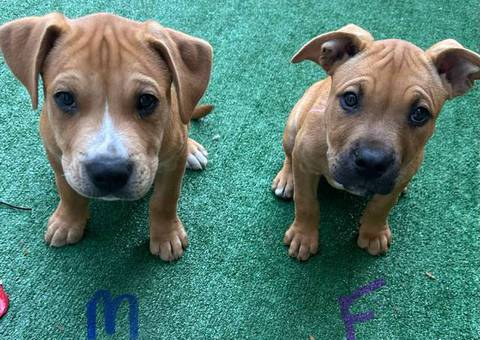 Pit bull mix puppies