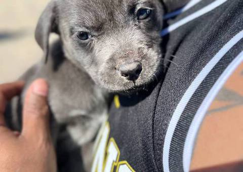 6 Pit puppies for cheap
