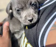 6 Pit puppies for cheap - 1
