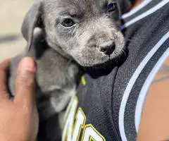6 Pit puppies for cheap - 2