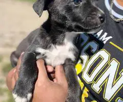6 Pit puppies for cheap - 3