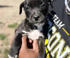 6 Pit puppies for cheap - 4