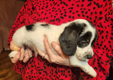 Young  Poodle x Beagle puppies