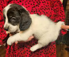 Young  Poodle x Beagle puppies - 2