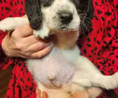 Young  Poodle x Beagle puppies - 3