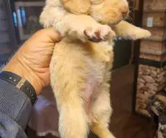 Young  Poodle x Beagle puppies - 6