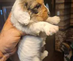 Young  Poodle x Beagle puppies - 7