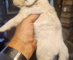 Young  Poodle x Beagle puppies - 9