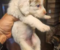 Young  Poodle x Beagle puppies - 10