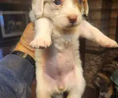Young  Poodle x Beagle puppies - 11