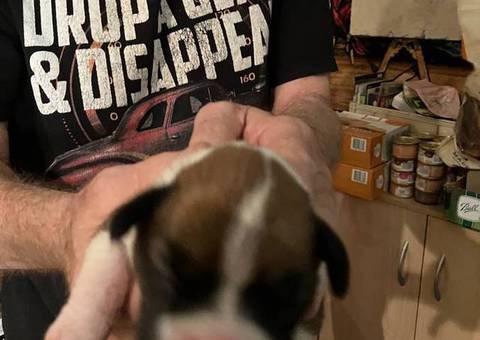 Purebred registered Boxer puppies for sale
