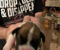 Purebred registered Boxer puppies for sale