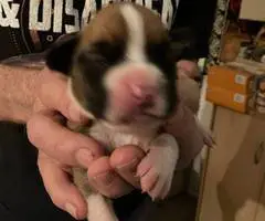 Purebred registered Boxer puppies for sale - 2