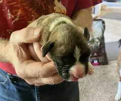 Purebred registered Boxer puppies for sale - 3