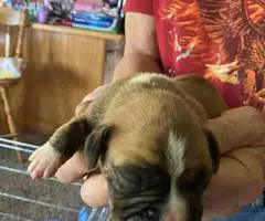 Purebred registered Boxer puppies for sale - 4