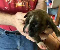 Purebred registered Boxer puppies for sale - 5