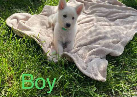 11 weeks old German Shepherd puppies
