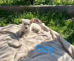 11 weeks old German Shepherd puppies - 7