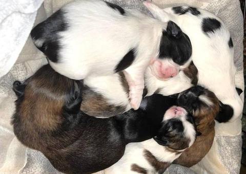 2 male and 3 female Shih Tzu Puppies