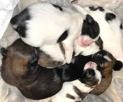 2 male and 3 female Shih Tzu Puppies - 1