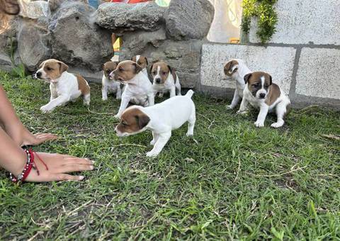 Beautiful Jack Russell puppies