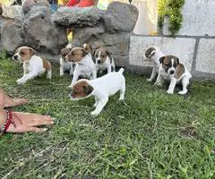 Beautiful Jack Russell puppies - 1