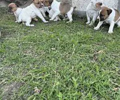 Beautiful Jack Russell puppies - 2