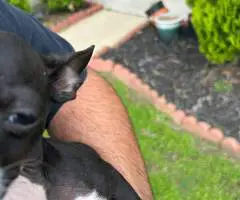 Small chihuahua puppy needs a home - 2