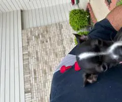 Small chihuahua puppy needs a home - 3