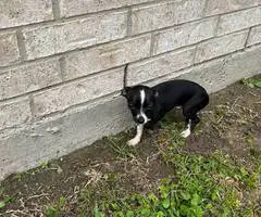 Small chihuahua puppy needs a home - 5