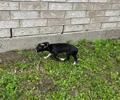 Small chihuahua puppy needs a home - 6