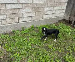 Small chihuahua puppy needs a home - 7