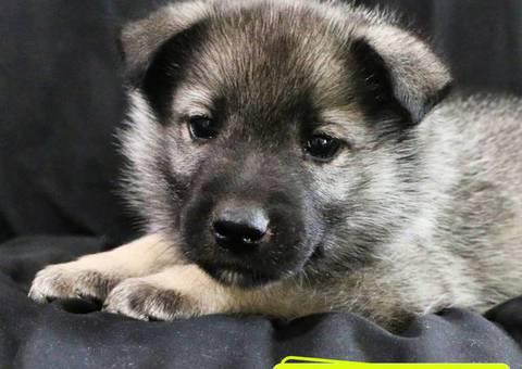 Purebred Norwegian Elkhound puppies for sale