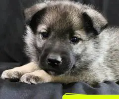 Purebred Norwegian Elkhound puppies for sale