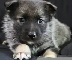 Purebred Norwegian Elkhound puppies for sale - 2