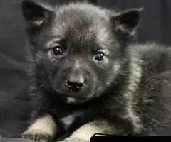 Purebred Norwegian Elkhound puppies for sale - 4