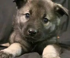 Purebred Norwegian Elkhound puppies for sale - 9