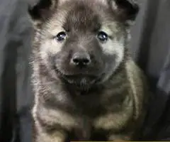 Purebred Norwegian Elkhound puppies for sale - 10