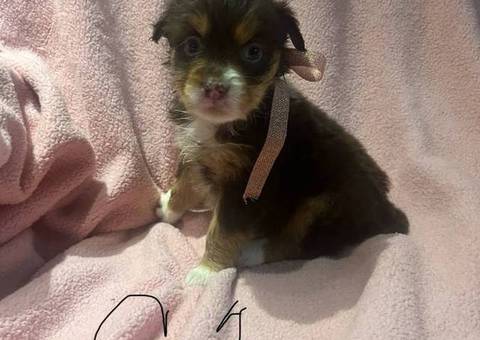8 Australian shepherd puppies for adoption