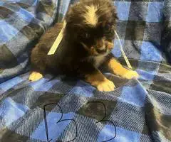 8 Australian shepherd puppies for adoption - 2