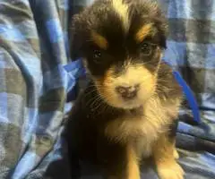 8 Australian shepherd puppies for adoption - 3