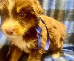 8 Australian shepherd puppies for adoption - 8