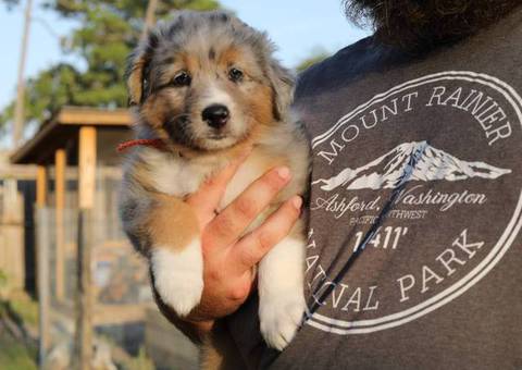 Farm raised Aussie x Rough Collie puppies