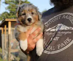 Farm raised Aussie x Rough Collie puppies - 1