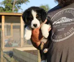 Farm raised Aussie x Rough Collie puppies - 4