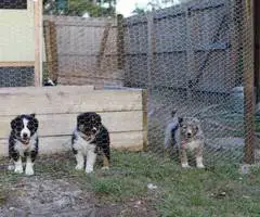 Farm raised Aussie x Rough Collie puppies - 6