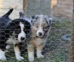 Farm raised Aussie x Rough Collie puppies - 7