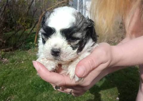 2 male Shih Tzu puppies needs home ASAP