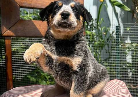 4 Blue Heeler puppies for sale
