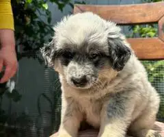 4 Blue Heeler puppies for sale - 4